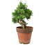 Pinus parviflora, 20 cm, ± 15 years old
