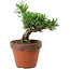 Pinus parviflora, 25 cm, ± 15 ans