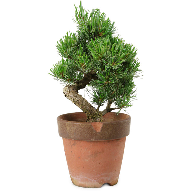 Pinus parviflora, 20 cm, ± 15 años de edad