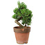 Pinus parviflora, 20 cm, ± 15 anni