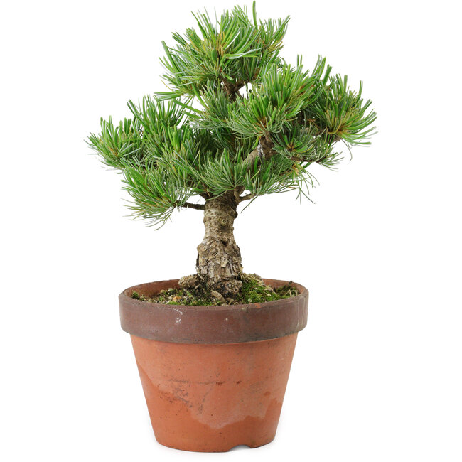 Pinus parviflora, 24 cm, ± 15 años de edad