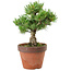 Pinus parviflora, 24 cm, ± 15 anni