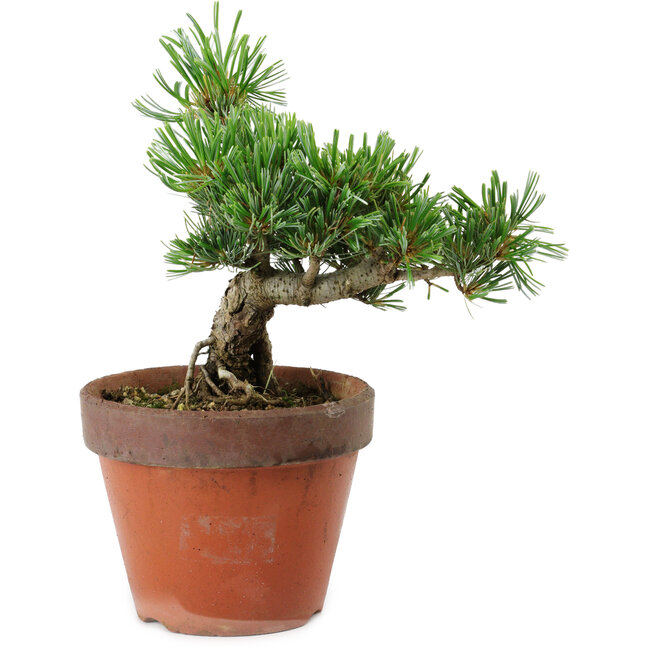 Pinus parviflora, 25 cm, ± 15 años de edad