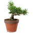 Pinus parviflora, 25 cm, ± 15 ans