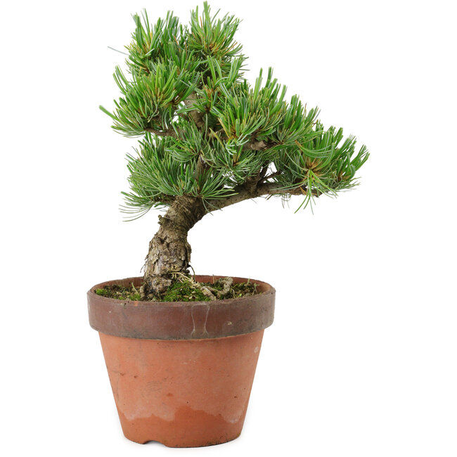 Pinus parviflora, 24 cm, ± 15 years old