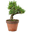 Pinus parviflora, 24 cm, ± 15 anni