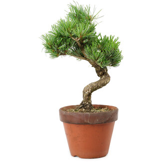 Pinus parviflora, 30 cm, ± 15 years old
