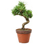 Pinus parviflora, 30 cm, ± 15 Jahre alt