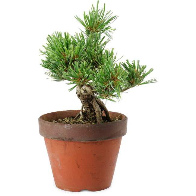 Pinus parviflora, 25 cm, ± 15 anni