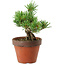 Pinus parviflora, 25 cm, ± 15 years old