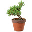 Pinus parviflora, 25 cm, ± 15 Jahre alt