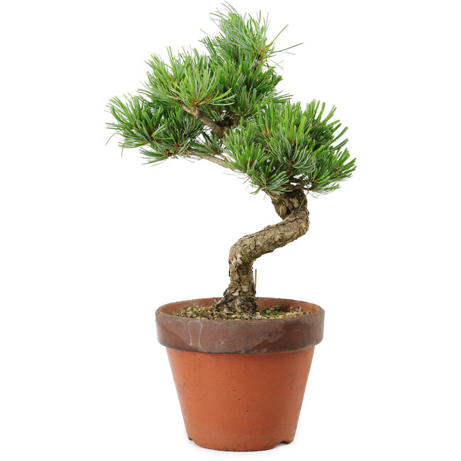 Pinus parviflora, 30 cm, ± 15 years old