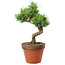 Pinus parviflora, 30 cm, ± 15 jaar oud