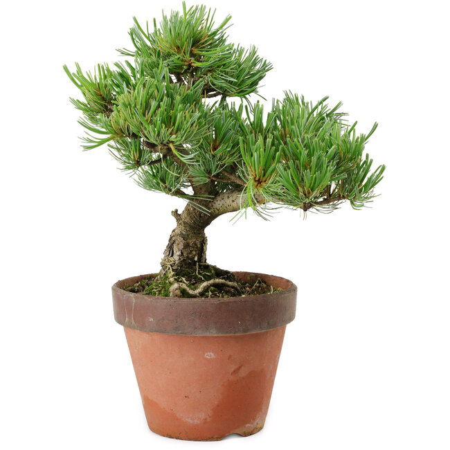 Pinus parviflora, 24 cm, ± 15 anni