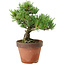 Pinus parviflora, 24 cm, ± 15 anni