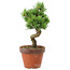 Pinus parviflora, 30 cm, ± 15 anni