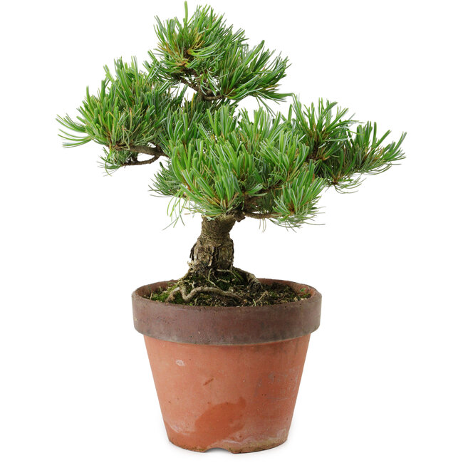 Pinus parviflora, 24 cm, ± 15 years old