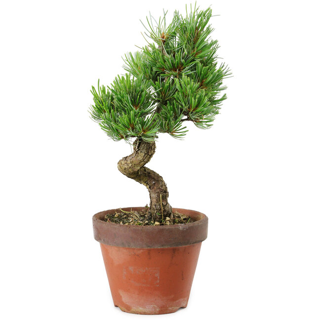 Pinus parviflora, 30 cm, ± 15 años de edad
