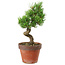 Pinus parviflora, 30 cm, ± 15 anni