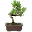 Pinus parviflora, 22 cm, ± 12 years old