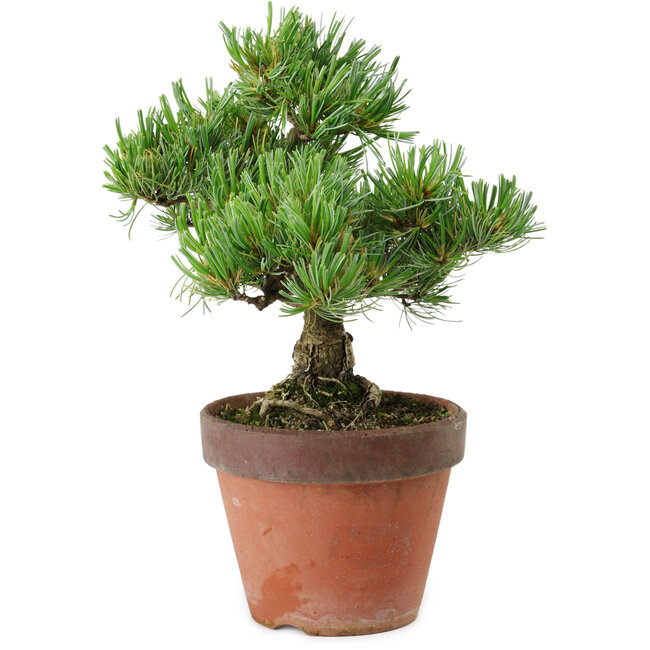 Pinus parviflora, 24 cm, ± 15 Jahre alt