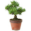 Pinus parviflora, 24 cm, ± 15 years old