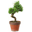 Pinus parviflora, 30 cm, ± 15 jaar oud
