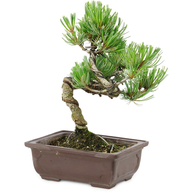 Pinus parviflora, 22 cm, ± 12 anni