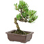 Pinus parviflora, 22 cm, ± 12 years old