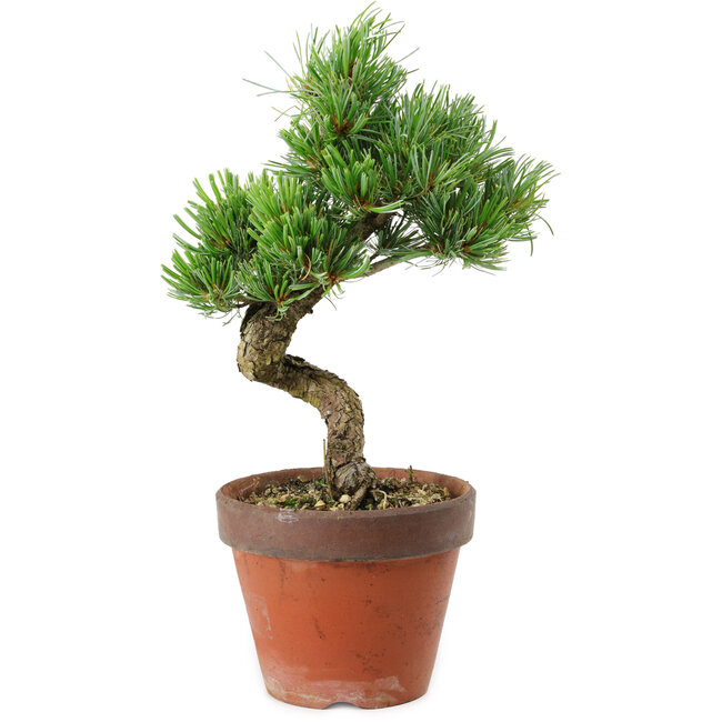 Pinus parviflora, 30 cm, ± 15 años de edad