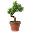 Pinus parviflora, 30 cm, ± 15 Jahre alt