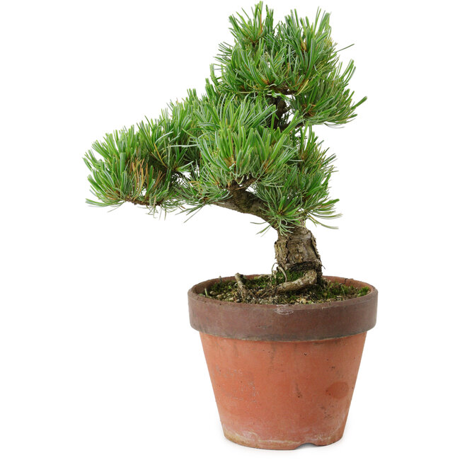 Pinus parviflora, 24 cm, ± 15 Jahre alt
