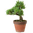 Pinus parviflora, 24 cm, ± 15 Jahre alt