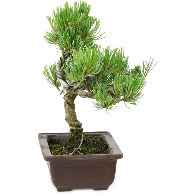 Pinus parviflora, 22 cm, ± 12 años de edad