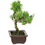 Pinus parviflora, 22 cm, ± 12 Jahre alt