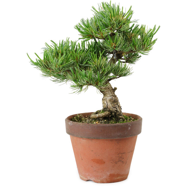 Pinus parviflora, 24 cm, ± 15 años de edad