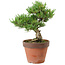 Pinus parviflora, 24 cm, ± 15 Jahre alt