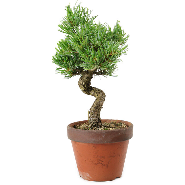 Pinus parviflora, 30 cm, ± 15 years old