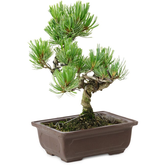 Pinus parviflora, 22 cm, ± 12 años de edad