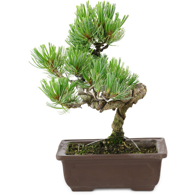 Pinus parviflora, 22 cm, ± 12 años de edad