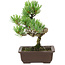 Pinus parviflora, 22 cm, ± 12 Jahre alt