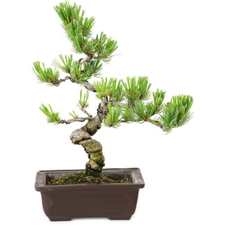 Pinus parviflora, 22 cm, ± 12 anni