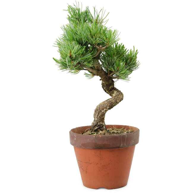 Pinus parviflora, 30 cm, ± 15 años de edad