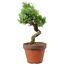 Pinus parviflora, 30 cm, ± 15 años de edad
