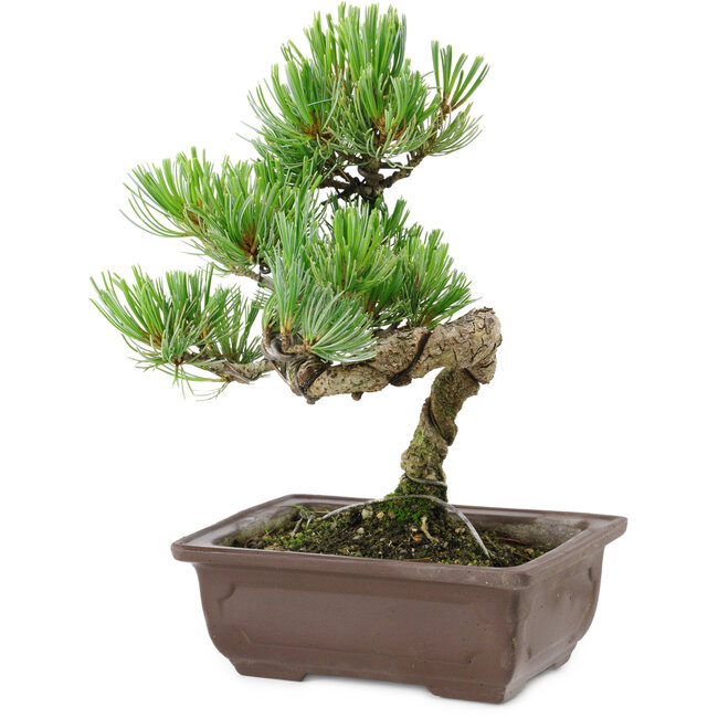 Pinus parviflora, 22 cm, ± 12 years old