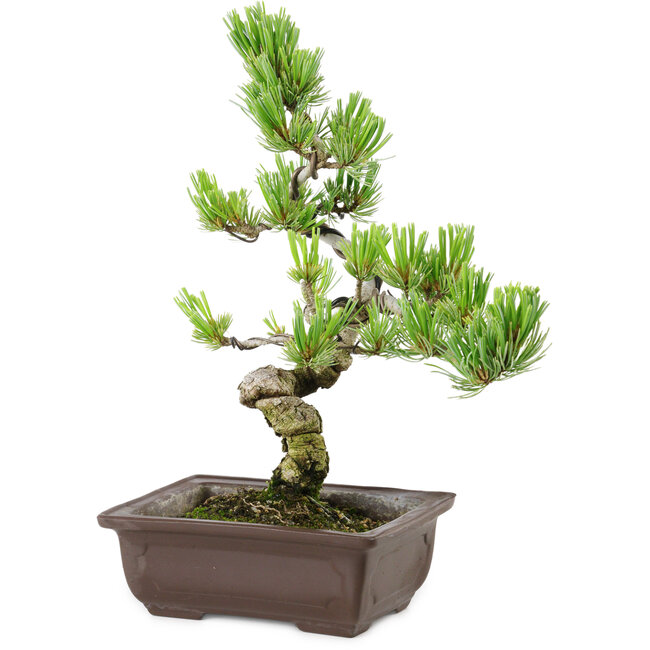 Pinus parviflora, 22 cm, ± 12 años de edad