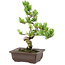 Pinus parviflora, 22 cm, ± 12 Jahre alt