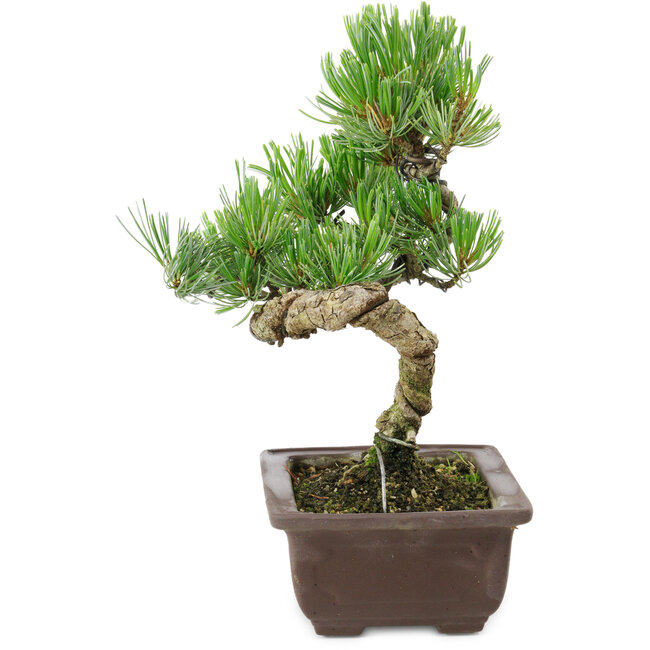 Pinus parviflora, 22 cm, ± 12 Jahre alt