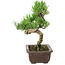 Pinus parviflora, 22 cm, ± 12 años de edad