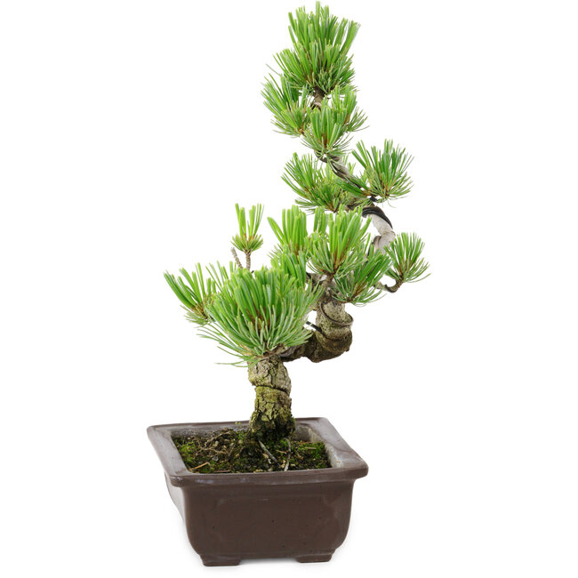 Pinus parviflora, 22 cm, ± 12 Jahre alt